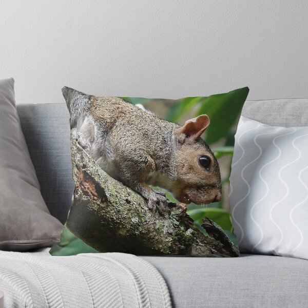 Item preview, Nut Hunt designed and sold by MoonGPhotos.