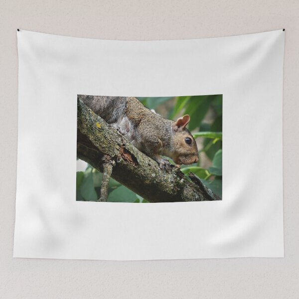 Item preview, Nut Hunt designed and sold by MoonGPhotos.