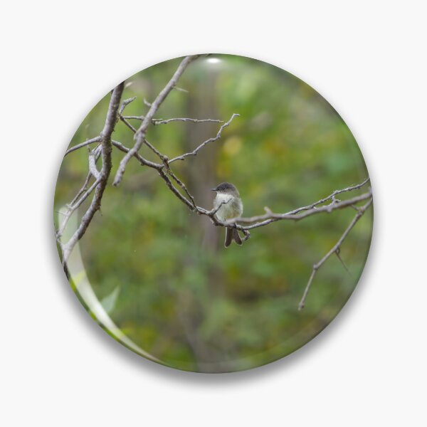 Item preview, An Eastern Phoebe relaxes on a branch in the forest.  designed and sold by South 500 Photography.