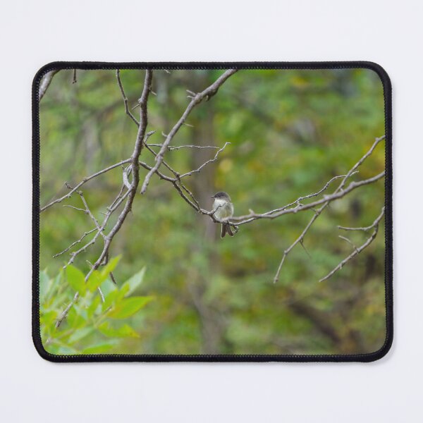 Item preview, An Eastern Phoebe relaxes on a branch in the forest.  designed and sold by South 500 Photography.