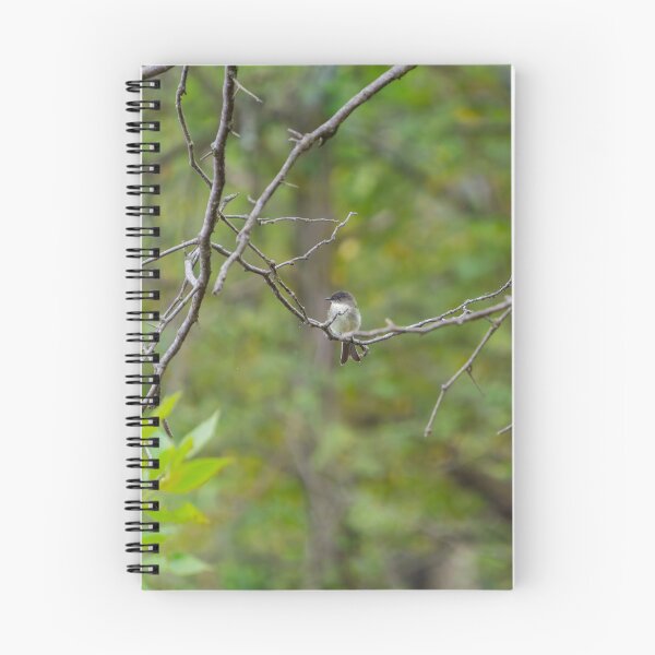 Item preview, An Eastern Phoebe relaxes on a branch in the forest.  designed and sold by South 500 Photography.