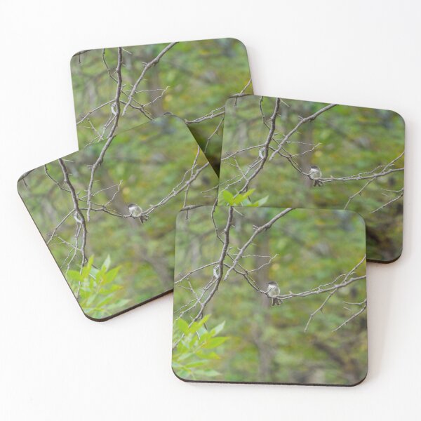 Item preview, An Eastern Phoebe relaxes on a branch in the forest.  designed and sold by South 500 Photography.