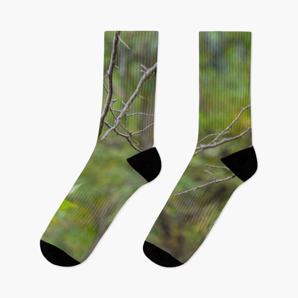 Item preview, An Eastern Phoebe relaxes on a branch in the forest.  designed and sold by South 500 Photography.