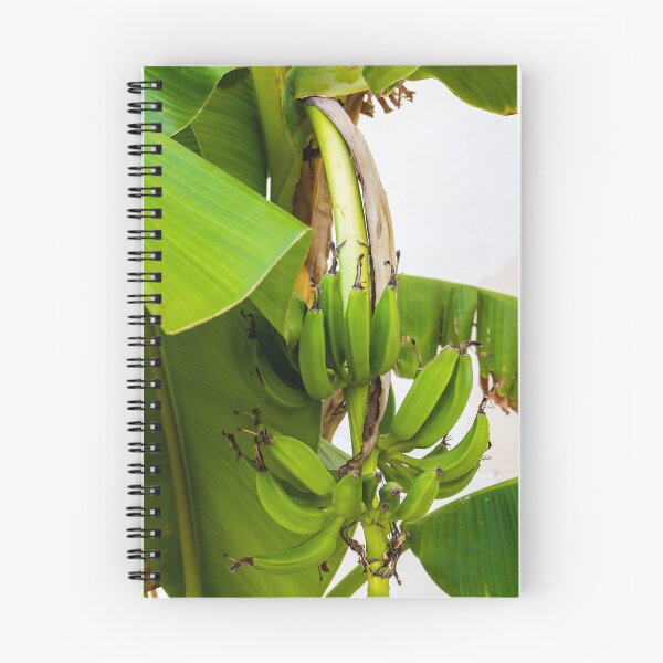 Item preview, Close-Up Shot of Green Bananas Growing on a Tree in Natural Light designed and sold by Nmallia.