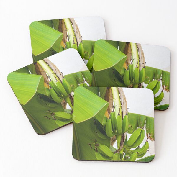 Item preview, Close-Up Shot of Green Bananas Growing on a Tree in Natural Light designed and sold by Nmallia.