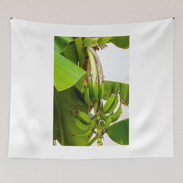 Item preview, Close-Up Shot of Green Bananas Growing on a Tree in Natural Light designed and sold by Nmallia.