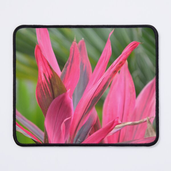 Item preview, Vibrant Pink Ti Leaf Plant in Sunlight designed and sold by MiraNadaPrints.