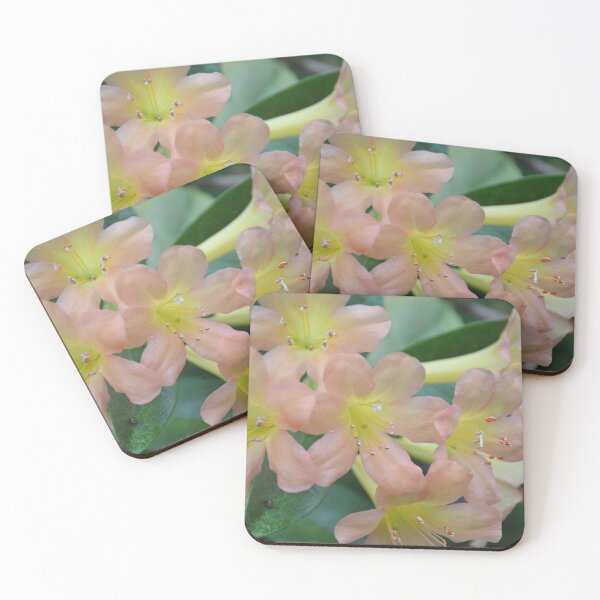 Item preview, Soft Peach Vireya Rhododendron Blooms Close Up designed and sold by MiraNadaPrints.