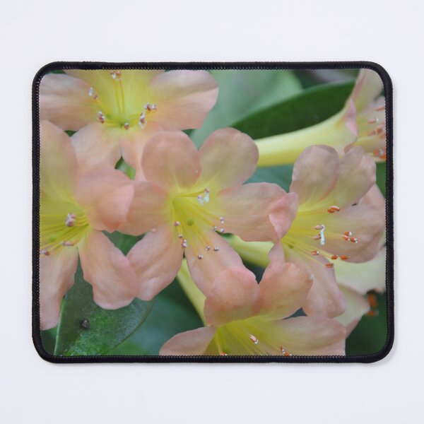 Item preview, Soft Peach Vireya Rhododendron Blooms Close Up designed and sold by MiraNadaPrints.