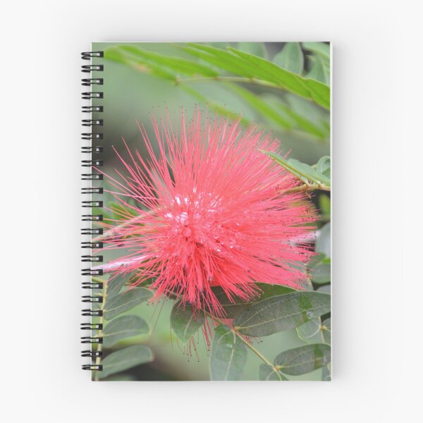 Item preview, Vivid Red Powderpuff Bloom in Sunlight designed and sold by MiraNadaPrints.