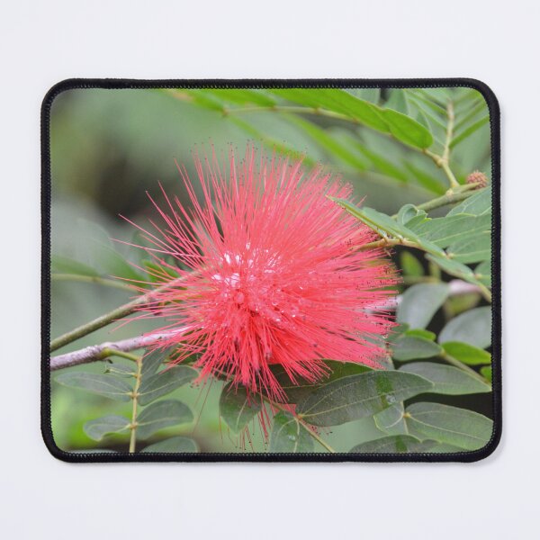Item preview, Vivid Red Powderpuff Bloom in Sunlight designed and sold by MiraNadaPrints.