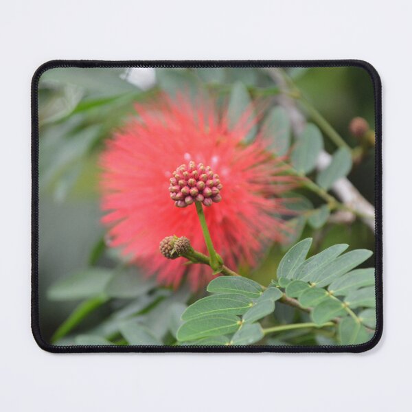 Item preview, Pink Powderpuff Flower Buds in Soft Focus designed and sold by MiraNadaPrints.