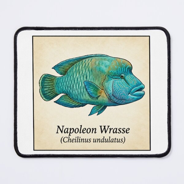 Item preview, Napoleon Wrasse Tropical Reef Fish Watercolor Illustration designed and sold by KenworksDigital.