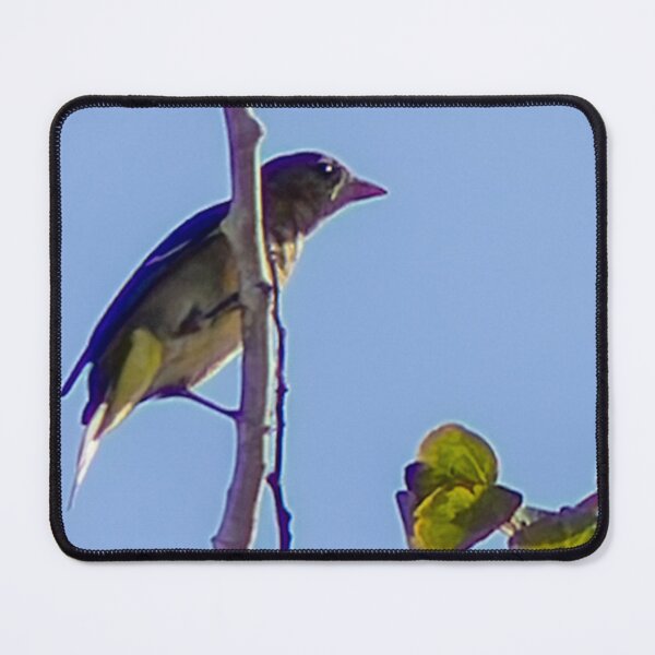 Item preview, Lesser Goldfinch on a Tree Branch designed and sold by WilesNailsPower.