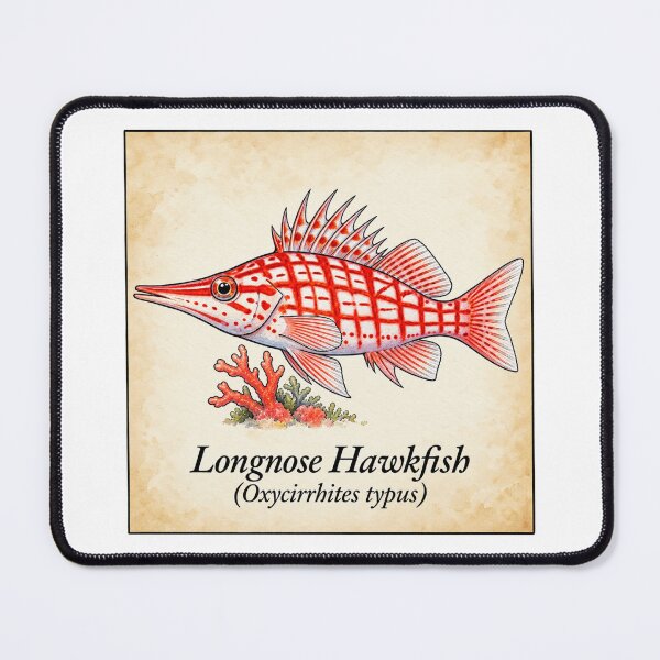 Item preview, Longnose Hawkfish Vintage Coral Reef Illustration designed and sold by KenworksDigital.