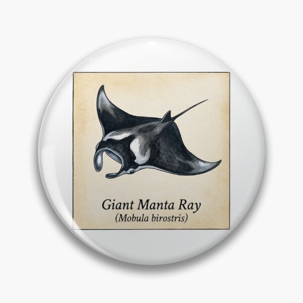 Item preview, Giant Manta Ray Vintage Marine Atlas Illustration designed and sold by KenworksDigital.