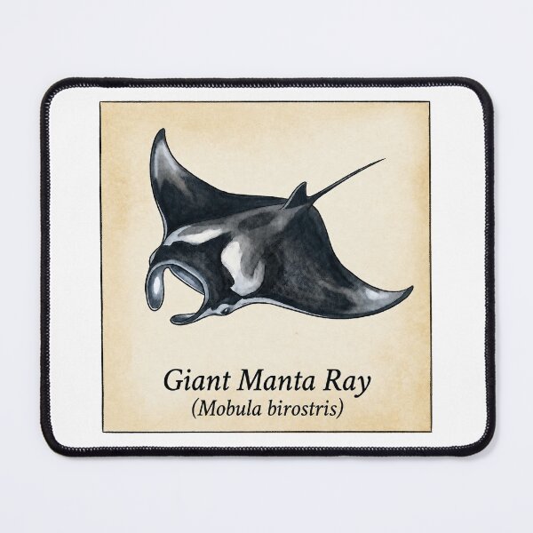 Item preview, Giant Manta Ray Vintage Marine Atlas Illustration designed and sold by KenworksDigital.