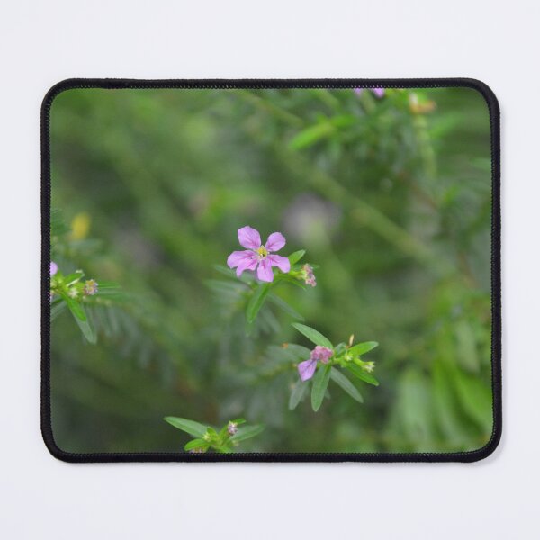 Item preview, Solitary Purple Mexican Heather Flower Macro View designed and sold by MiraNadaPrints.