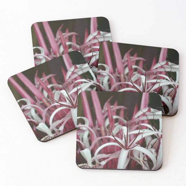 Item preview, Pink and White Spider Lily Blossoms Close Up designed and sold by MiraNadaPrints.