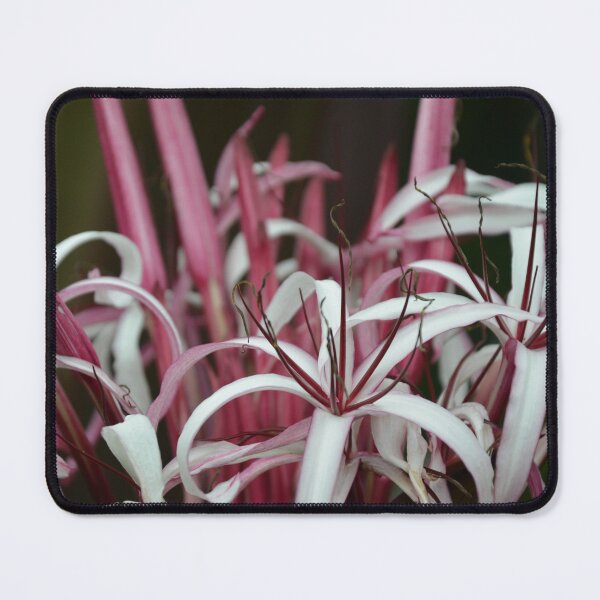 Item preview, Pink and White Spider Lily Blossoms Close Up designed and sold by MiraNadaPrints.