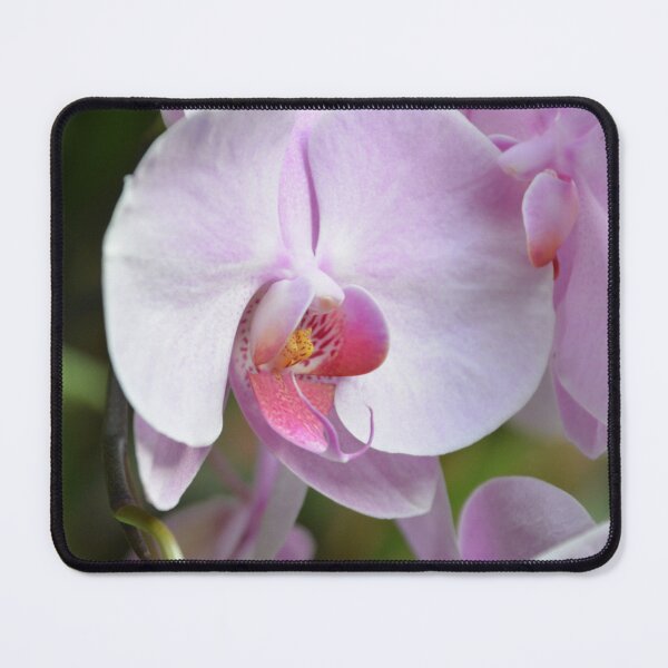 Item preview, Soft Pink Phalaenopsis Orchid Flower Close Up designed and sold by MiraNadaPrints.