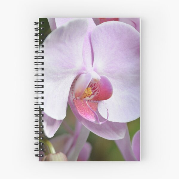 Item preview, Soft Pink Phalaenopsis Orchid Flower Close Up designed and sold by MiraNadaPrints.