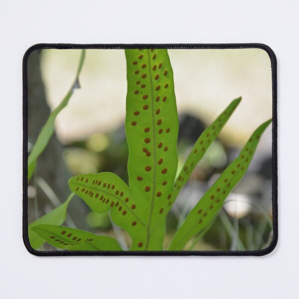 Item preview, Wart Fern Leaf with Raised Brown Spores designed and sold by MiraNadaPrints.