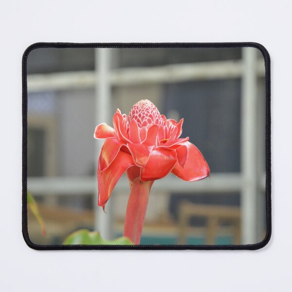 Item preview, Vivid Red Torch Ginger Flower Standing Tall designed and sold by MiraNadaPrints.