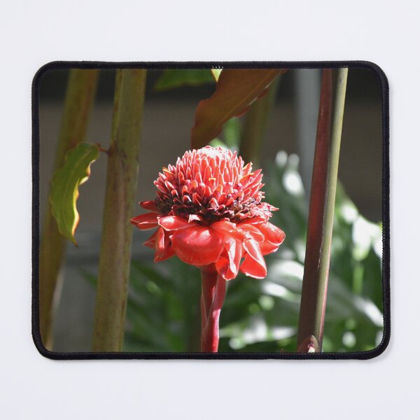 Item preview, Bright Red Torch Ginger Flower Amid Stems designed and sold by MiraNadaPrints.