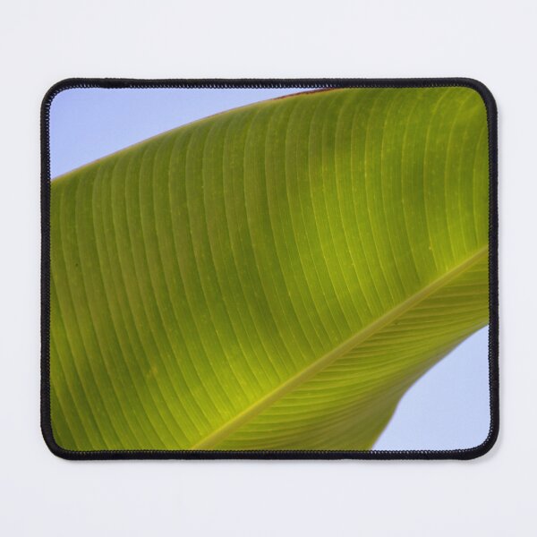 Item preview, Sunlit Green Banana Leaf Against Blue Sky designed and sold by MiraNadaPrints.