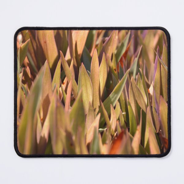 Item preview, Golden Oyster Plant Foliage in Bright Sunlight designed and sold by MiraNadaPrints.