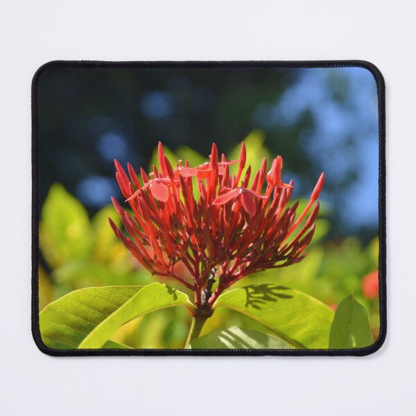 Item preview, Bright Red Ixora Cluster Blooming in Sunlight designed and sold by MiraNadaPrints.