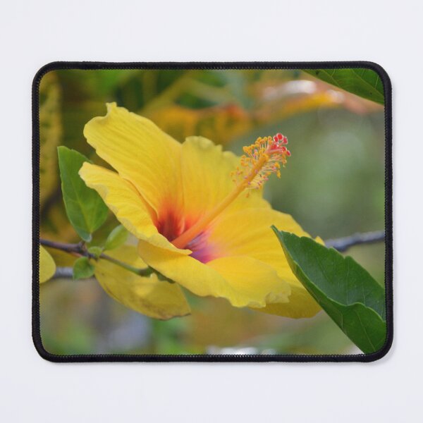 Item preview, Vibrant Yellow Hibiscus Flower in Tropical Sunlight designed and sold by MiraNadaPrints.