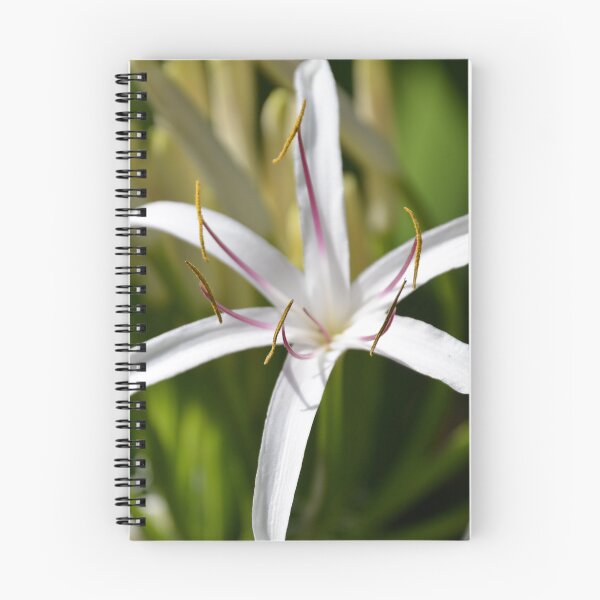 Item preview, White Spider Lily Flower in Bright Sunlight designed and sold by MiraNadaPrints.
