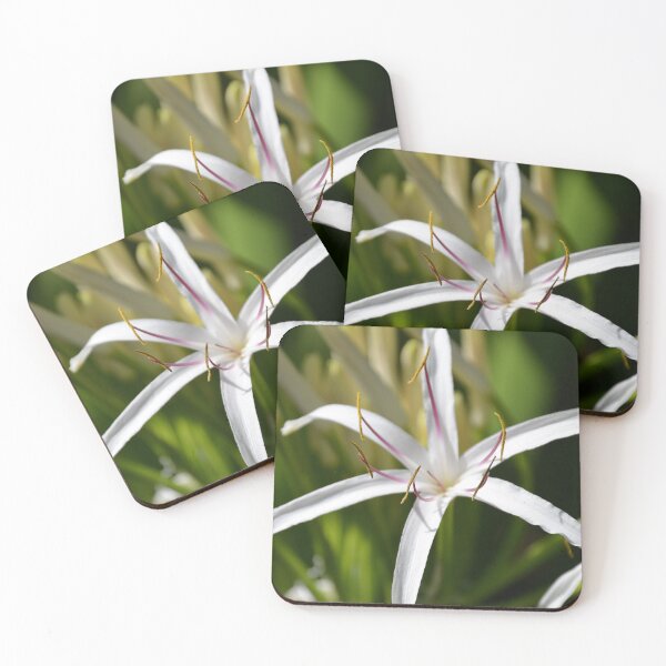 Item preview, White Spider Lily Flower in Bright Sunlight designed and sold by MiraNadaPrints.