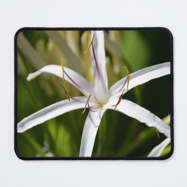 Item preview, White Spider Lily Flower in Bright Sunlight designed and sold by MiraNadaPrints.