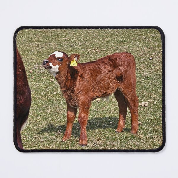 Item preview, Calf with Attitude designed and sold by Kat Simmons.
