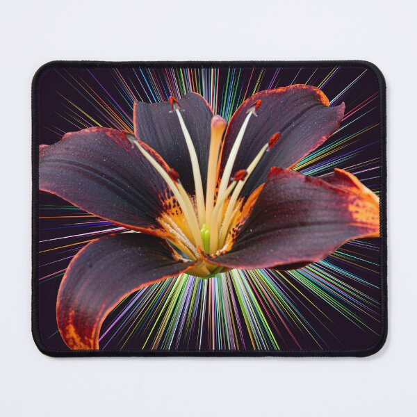 Item preview, Lilium Forever Susan Starburst designed and sold by Steve Purnell Photography.