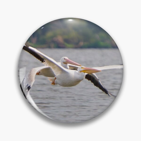 Artikelvorschau, Zwei Pelikane fliegen hintereinander. entworfen und verkauft von South 500 Photography.