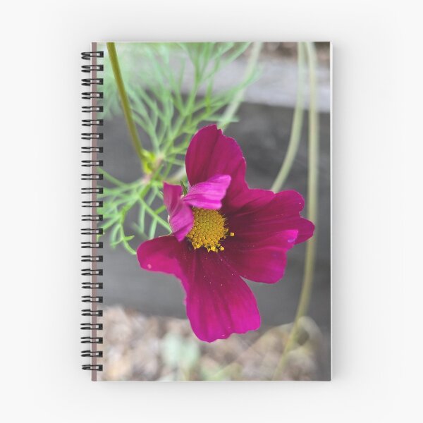 Item preview, Cosmos Flower Photography?✨️ designed and sold by Sir Martin.