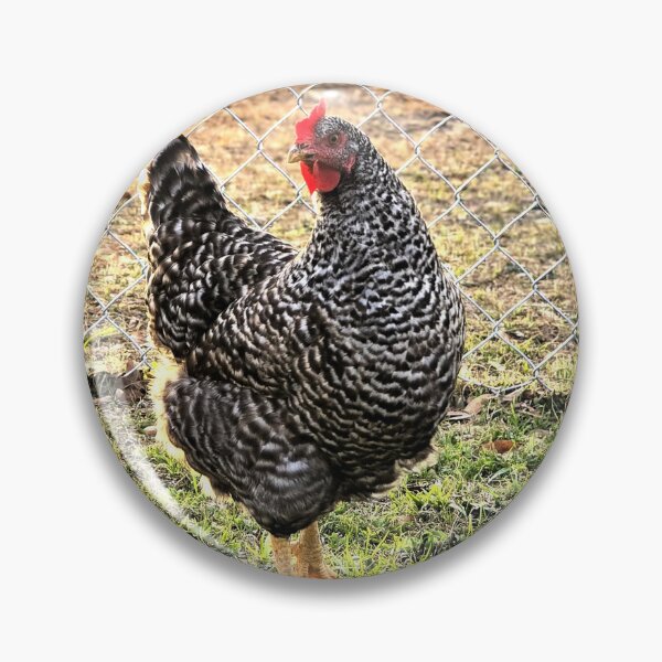 Item preview, Barred Rock Hen in Yard designed and sold by Stacey's unpromised.