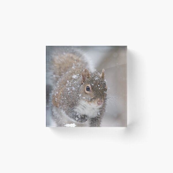 Item preview, Squirrel designed and sold by MelKowasic.