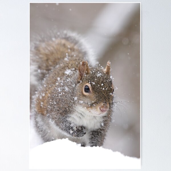 Item preview, Squirrel designed and sold by MelKowasic.