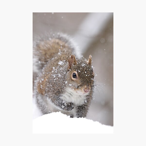 Item preview, Squirrel designed and sold by MelKowasic.