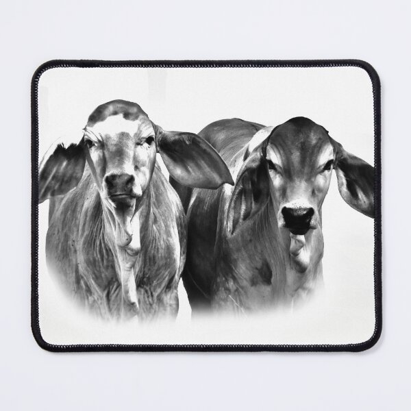 Item preview, BRAHMAN CALVES,  GREAT FOR COUNTRY THEMES designed and sold by Barbara Jean Photo Art And Design.