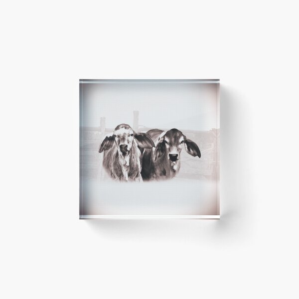 Item preview, BRAHMAN CALVES, GORGIOUS CATTLE FOR COUNTRY THEMED HOME DECOR, WALL ART, COUNTRY WEAR AND MORE designed and sold by Barbara Jean Photo Art And Design.