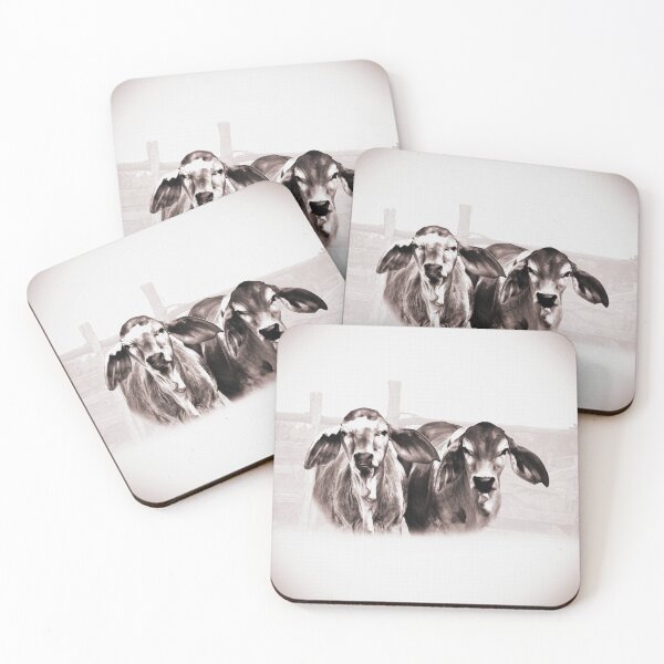 Item preview, BRAHMAN CALVES, GORGIOUS CATTLE FOR COUNTRY THEMED HOME DECOR, WALL ART, COUNTRY WEAR AND MORE designed and sold by Barbara Jean Photo Art And Design.