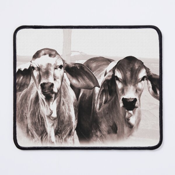 Item preview, BRAHMAN CALVES, GORGIOUS CATTLE FOR COUNTRY THEMED HOME DECOR, WALL ART, COUNTRY WEAR AND MORE designed and sold by Barbara Jean Photo Art And Design.