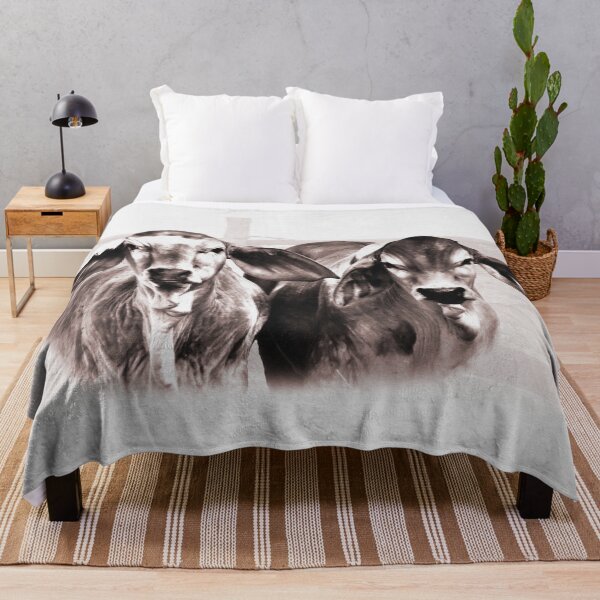 Item preview, BRAHMAN CALVES, GORGIOUS CATTLE FOR COUNTRY THEMED HOME DECOR, WALL ART, COUNTRY WEAR AND MORE designed and sold by Barbara Jean Photo Art And Design.