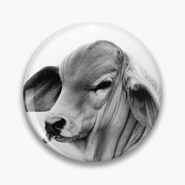 Item preview, BRAHMAN CALF PORTRAIT, WALL ART AND DESIGNS designed and sold by Barbara Jean Photo Art And Design.